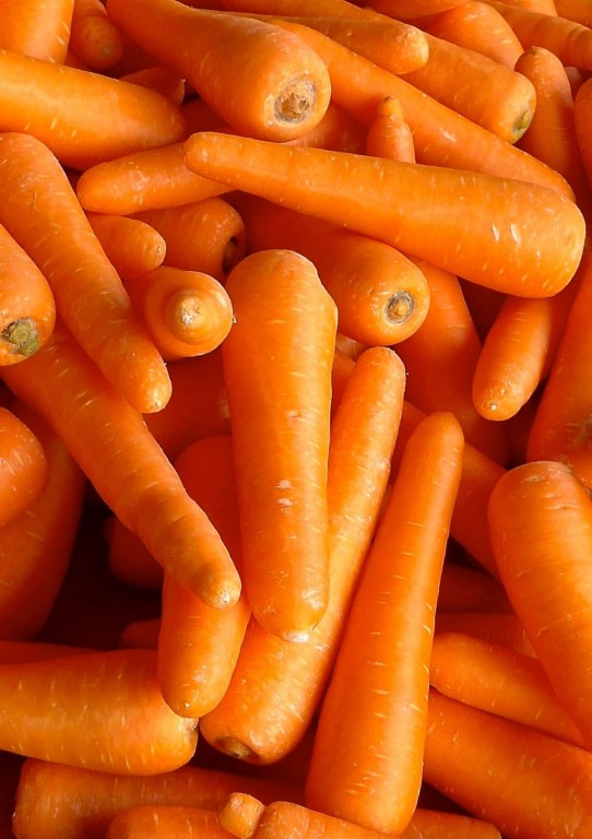 Carrots (Medium)